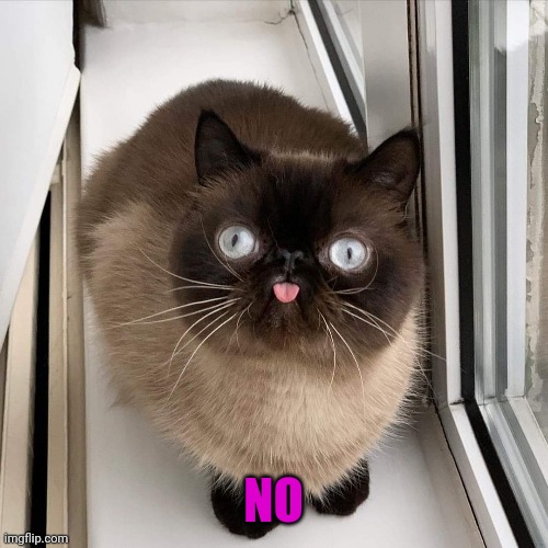 Innocent Cat | NO | image tagged in innocent cat | made w/ Imgflip meme maker