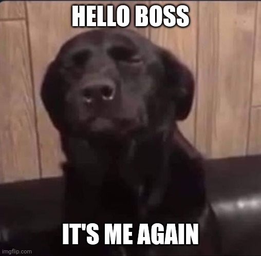 Fun | HELLO BOSS; IT'S ME AGAIN | image tagged in the daily struggle | made w/ Imgflip meme maker