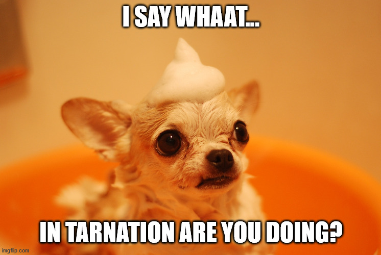 Give a Dog a Bath | I SAY WHAAT... IN TARNATION ARE YOU DOING? | image tagged in dog in tub | made w/ Imgflip meme maker