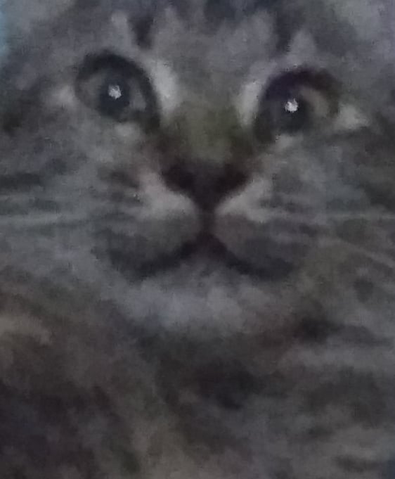 High Quality Lil cat jumpscares Blank Meme Template