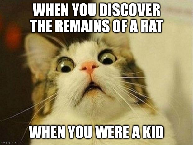 Scared Cat Meme | WHEN YOU DISCOVER THE REMAINS OF A RAT; WHEN YOU WERE A KID | image tagged in memes,scared cat | made w/ Imgflip meme maker