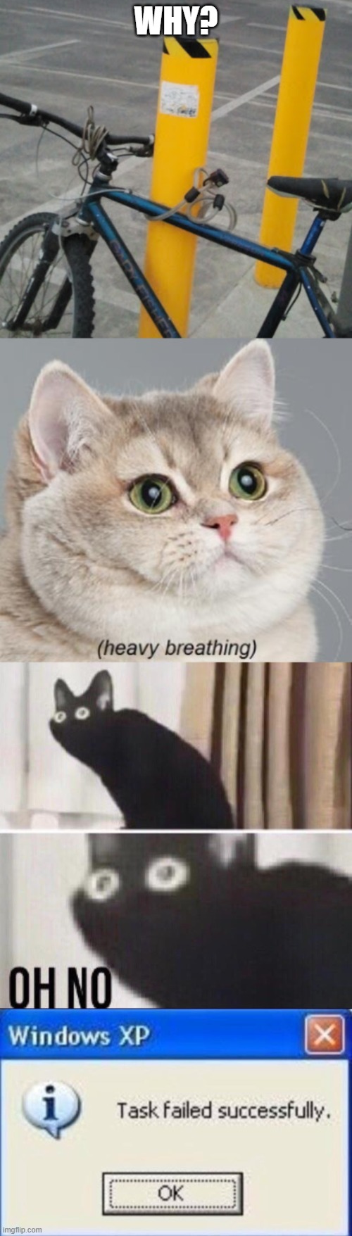 No no no please no | WHY? | image tagged in memes,heavy breathing cat,task failed successfully,oh no cat | made w/ Imgflip meme maker