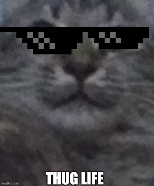 Thug Cat | THUG LIFE | image tagged in lil cat jumpscares,thug life,memes,cats | made w/ Imgflip meme maker
