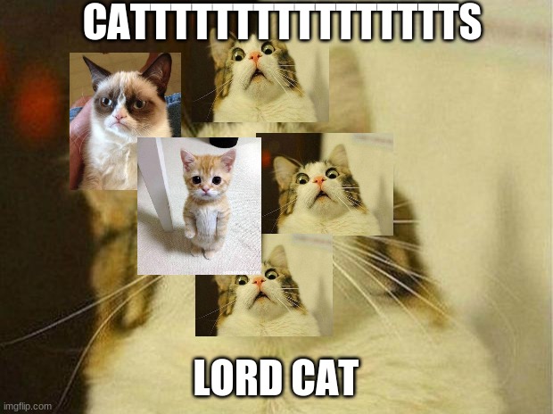 Scared Cat | CATTTTTTTTTTTTTTTTS; LORD CAT | image tagged in memes,scared cat | made w/ Imgflip meme maker