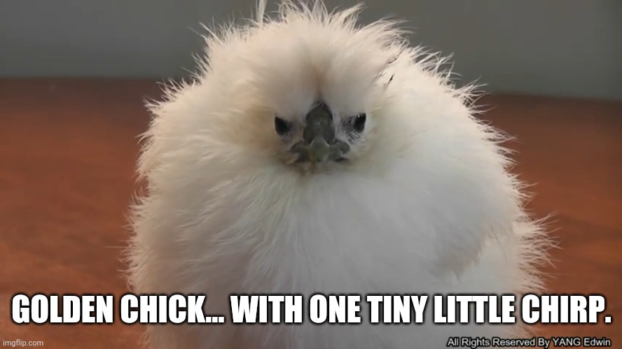 Golden chick | GOLDEN CHICK... WITH ONE TINY LITTLE CHIRP. | image tagged in funny memes | made w/ Imgflip meme maker
