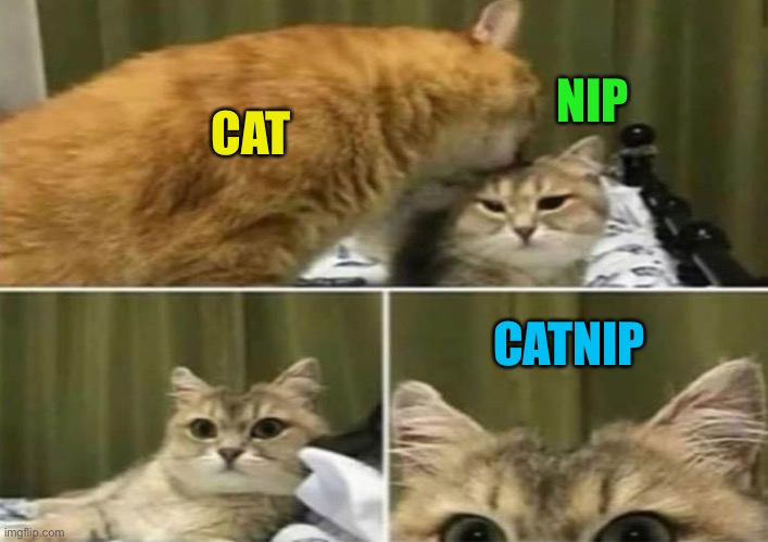 Owwwww! | NIP; CAT; CATNIP | image tagged in cats,catnip,memes,funny | made w/ Imgflip meme maker