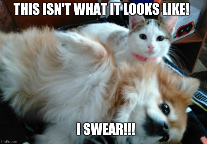 This isnt what it looks like! | THIS ISN'T WHAT IT LOOKS LIKE! I SWEAR!!! | image tagged in kitten,dog | made w/ Imgflip meme maker