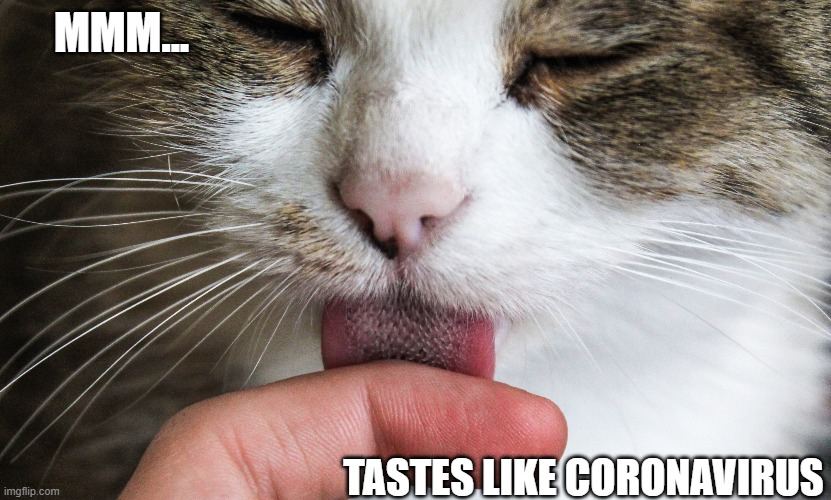 MMM... TASTES LIKE CORONAVIRUS | image tagged in funnny,funny cats | made w/ Imgflip meme maker