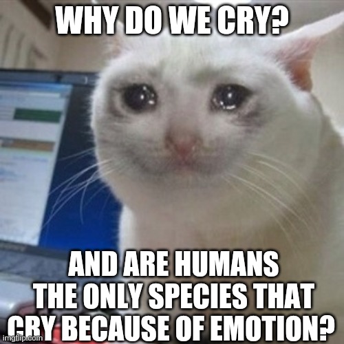 I Guess I'm Only Asking This Because Of The Loss Of My Cat, Whipped Cream | WHY DO WE CRY? AND ARE HUMANS THE ONLY SPECIES THAT CRY BECAUSE OF EMOTION? | image tagged in crying cat | made w/ Imgflip meme maker