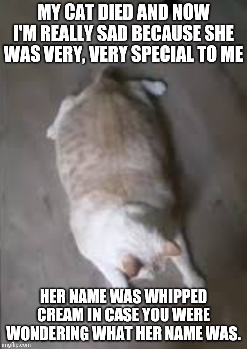 Whipped Cream the chonk cat | MY CAT DIED AND NOW I'M REALLY SAD BECAUSE SHE WAS VERY, VERY SPECIAL TO ME; HER NAME WAS WHIPPED CREAM IN CASE YOU WERE WONDERING WHAT HER NAME WAS. | image tagged in whipped cream the chonk cat | made w/ Imgflip meme maker