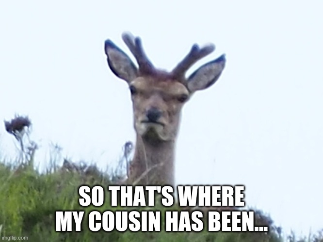 furious deer | SO THAT'S WHERE MY COUSIN HAS BEEN... | image tagged in furious deer | made w/ Imgflip meme maker
