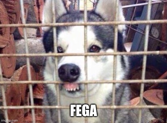 Fiberian Hufky | FEGA | image tagged in fiberian hufky | made w/ Imgflip meme maker