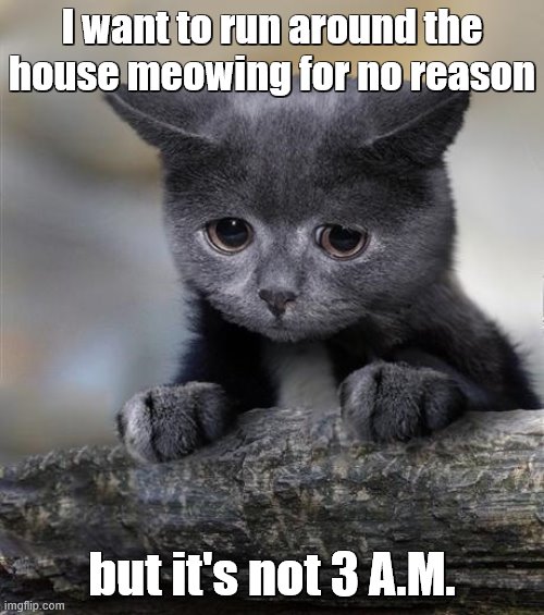Sorry, you'll just have to wait. | I want to run around the house meowing for no reason; but it's not 3 A.M. | image tagged in confession cat,first world problems cat,meow,running | made w/ Imgflip meme maker
