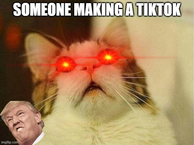 CRAZY CAT | SOMEONE MAKING A TIKTOK | image tagged in cats,tiktok | made w/ Imgflip meme maker
