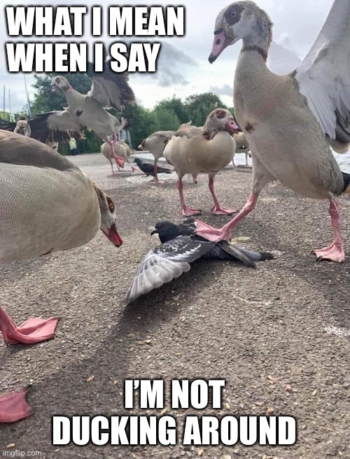 Duck |  WHAT I MEAN WHEN I SAY; I’M NOT DUCKING AROUND | image tagged in funny,funny memes,memes,dank,dank memes,lol | made w/ Imgflip meme maker