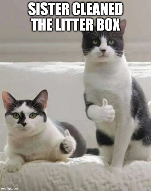 THUMBS UP CATS | SISTER CLEANED THE LITTER BOX | image tagged in thumbs up cats | made w/ Imgflip meme maker