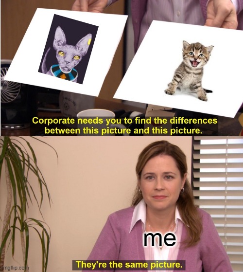 Just cats | me | image tagged in memes,they're the same picture | made w/ Imgflip meme maker