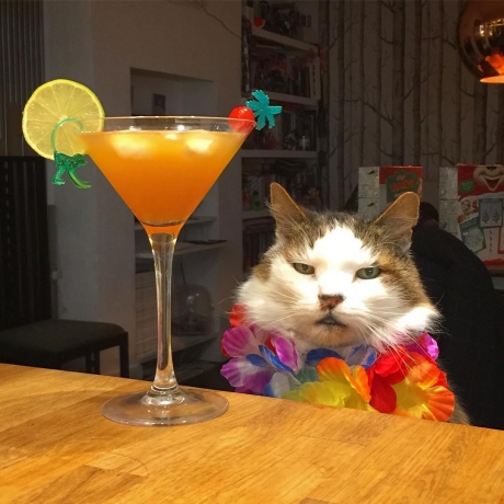 High Quality Cat cocktail Blank Meme Template