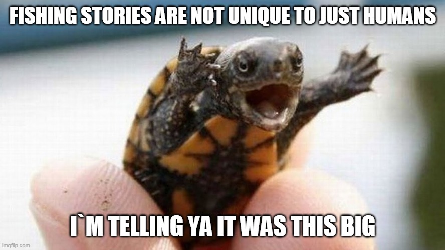 Fishing Story | FISHING STORIES ARE NOT UNIQUE TO JUST HUMANS; I`M TELLING YA IT WAS THIS BIG | image tagged in fish | made w/ Imgflip meme maker