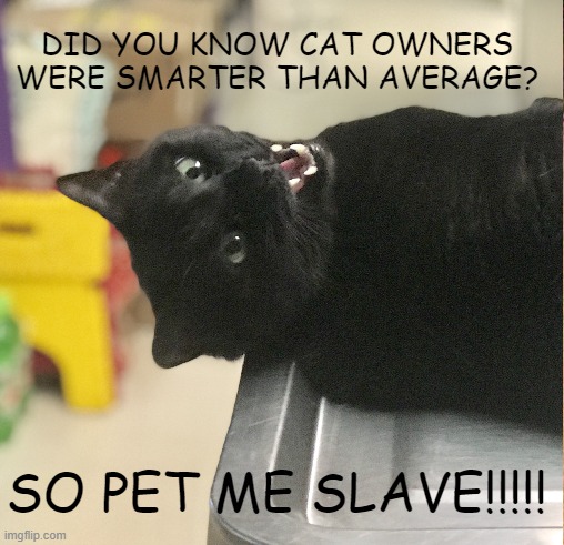 Interesting fact meme | DID YOU KNOW CAT OWNERS WERE SMARTER THAN AVERAGE? SO PET ME SLAVE!!!!! | image tagged in memes | made w/ Imgflip meme maker