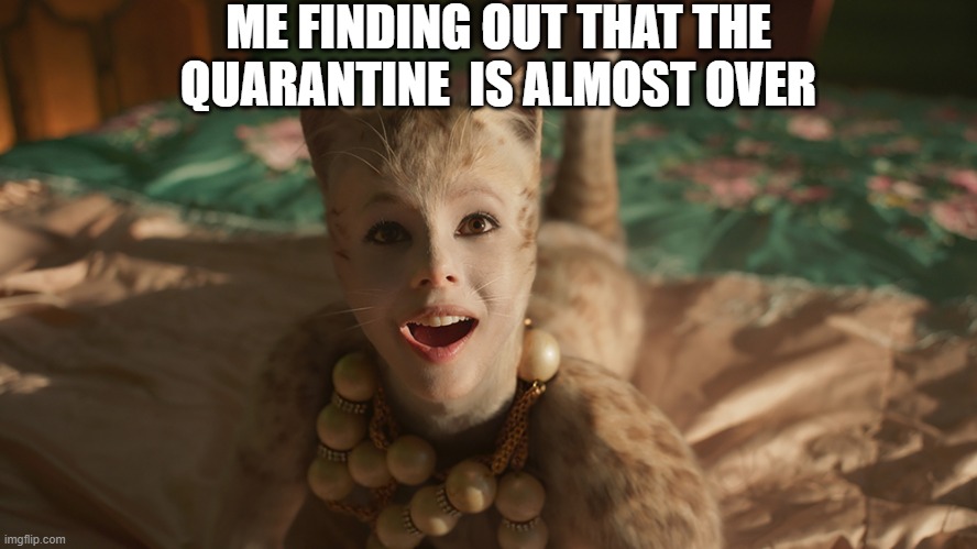 cats | ME FINDING OUT THAT THE QUARANTINE  IS ALMOST OVER | image tagged in cats | made w/ Imgflip meme maker