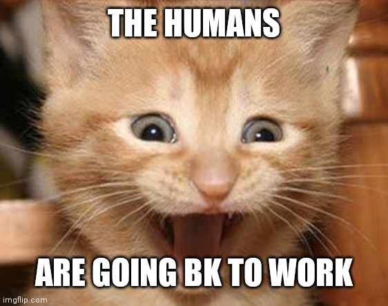 Excited Cat | THE HUMANS; ARE GOING BK TO WORK | image tagged in memes,excited cat | made w/ Imgflip meme maker