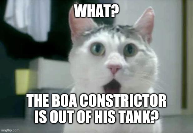 OMG Cat | WHAT? THE BOA CONSTRICTOR IS OUT OF HIS TANK? | image tagged in memes,omg cat | made w/ Imgflip meme maker