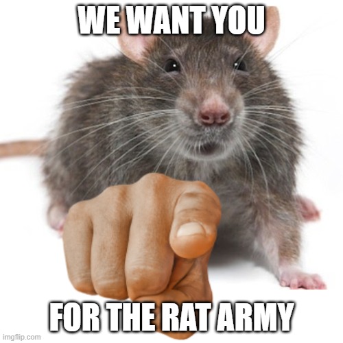 RatPointing Alternate | WE WANT YOU; FOR THE RAT ARMY | image tagged in ratpointing alternate | made w/ Imgflip meme maker