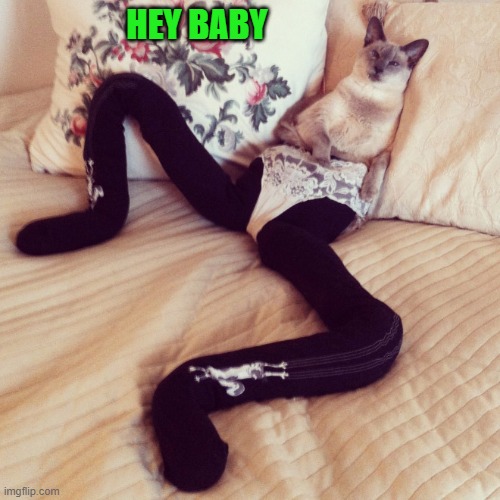 cat in tights | HEY BABY | image tagged in cat,tights | made w/ Imgflip meme maker