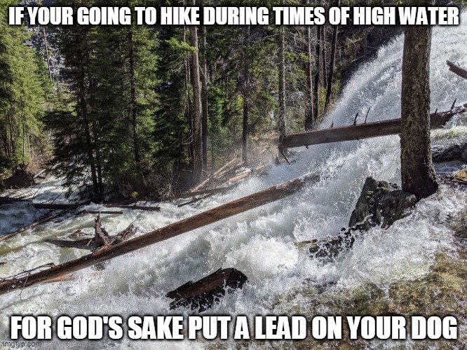 IF YOUR GOING TO HIKE DURING TIMES OF HIGH WATER; FOR GOD'S SAKE PUT A LEAD ON YOUR DOG | image tagged in safety,flooding,common sense | made w/ Imgflip meme maker