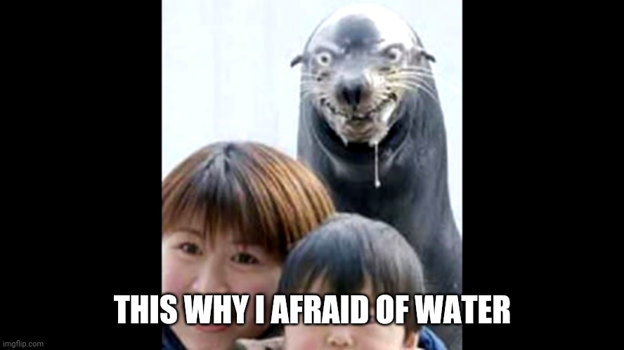 Scary seal | THIS WHY I AFRAID OF WATER | image tagged in funny | made w/ Imgflip meme maker