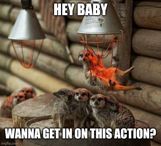THE OTHERS LOOK COLD YA JERK | HEY BABY; WANNA GET IN ON THIS ACTION? | image tagged in animals | made w/ Imgflip meme maker