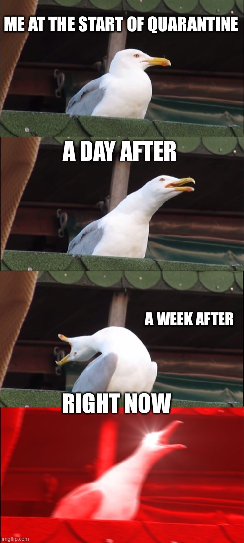 Inhaling Seagull Meme | ME AT THE START OF QUARANTINE; A DAY AFTER; A WEEK AFTER; RIGHT NOW | image tagged in memes,inhaling seagull | made w/ Imgflip meme maker