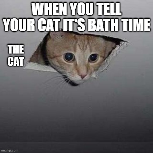 Ceiling Cat | WHEN YOU TELL YOUR CAT IT'S BATH TIME; THE CAT | image tagged in memes,ceiling cat | made w/ Imgflip meme maker