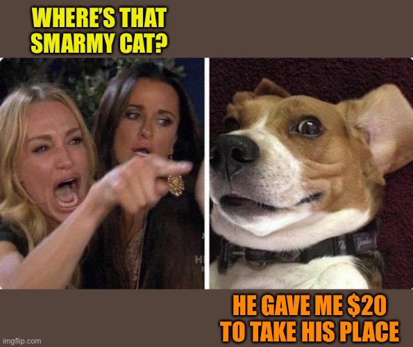 It wasn’t worth it. | WHERE’S THAT SMARMY CAT? HE GAVE ME $20 TO TAKE HIS PLACE | image tagged in woman yelling at cat,surprised dog,memes,funny | made w/ Imgflip meme maker