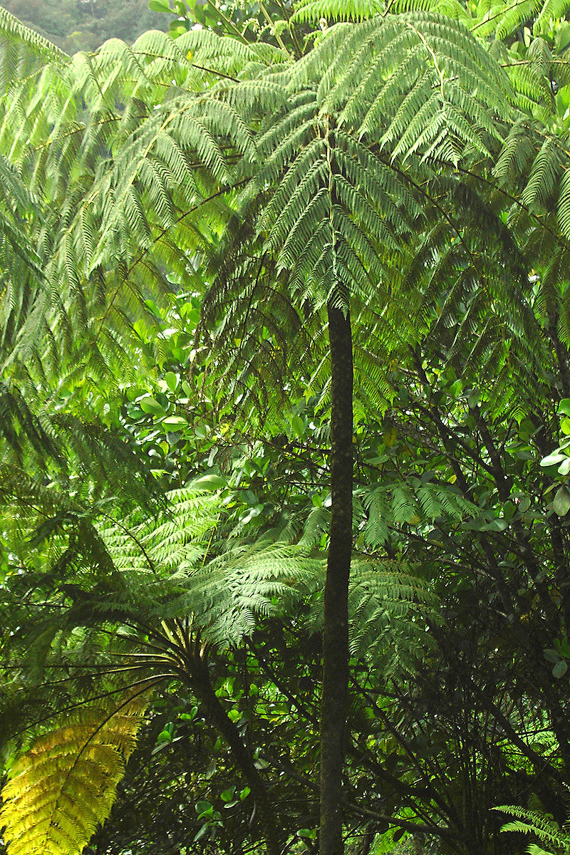 tree fern Blank Meme Template