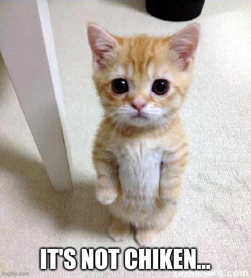 Cute Cat Meme | IT'S NOT CHIKEN... | image tagged in memes,cute cat | made w/ Imgflip meme maker