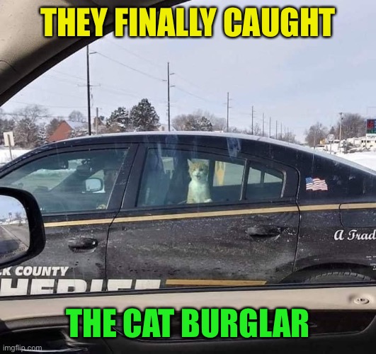 It was not the purr-fect crime | THEY FINALLY CAUGHT; THE CAT BURGLAR | image tagged in cat,criminal,police car,ride,funny cat,memes | made w/ Imgflip meme maker