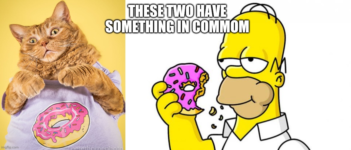 THESE TWO HAVE SOMETHING IN COMMOM | image tagged in homer simpson donut,chonk cat donut | made w/ Imgflip meme maker