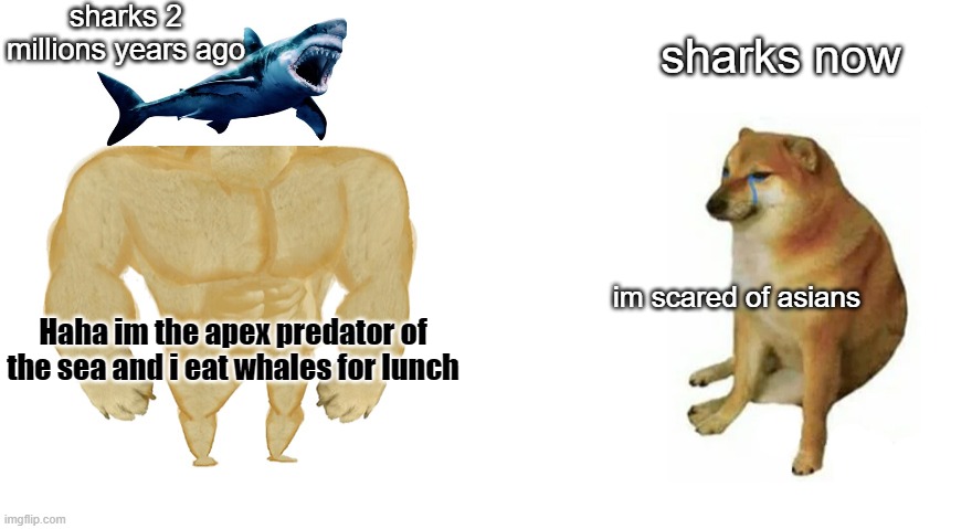 sharks 2 millions years ago; sharks now; im scared of asians; Haha im the apex predator of the sea and i eat whales for lunch | image tagged in doge | made w/ Imgflip meme maker