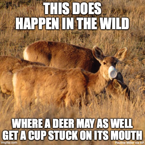Deer With Cup | THIS DOES HAPPEN IN THE WILD; WHERE A DEER MAY AS WELL GET A CUP STUCK ON ITS MOUTH | image tagged in covid-19,memes | made w/ Imgflip meme maker