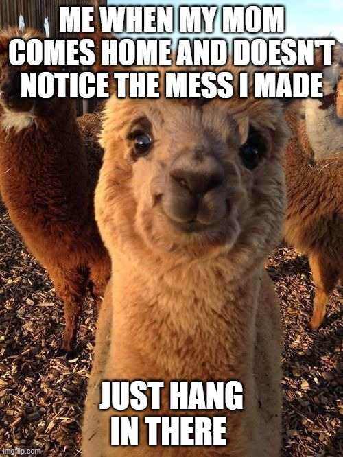 happy alpaca | ME WHEN MY MOM COMES HOME AND DOESN'T NOTICE THE MESS I MADE; JUST HANG IN THERE | image tagged in happy alpaca | made w/ Imgflip meme maker