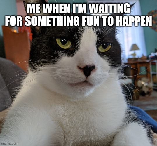 Bored cat | ME WHEN I'M WAITING FOR SOMETHING FUN TO HAPPEN | image tagged in bored cat | made w/ Imgflip meme maker
