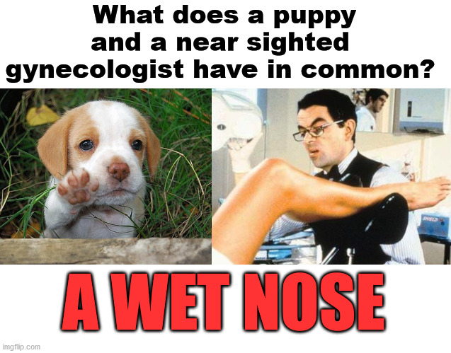 Kind of a dirty joke I guess. | What does a puppy and a near sighted 
gynecologist have in common? A WET NOSE | image tagged in dog puppy bye,gynocologist,old joke | made w/ Imgflip meme maker