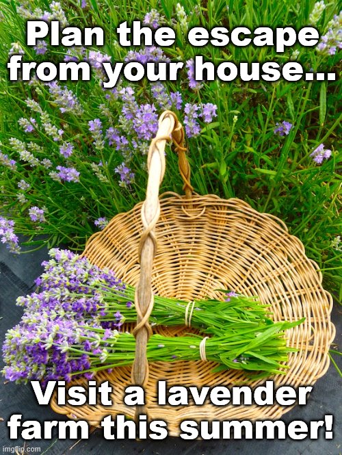 Visit a lavender farm this summer! | Plan the escape from your house... Visit a lavender farm this summer! | image tagged in farm | made w/ Imgflip meme maker