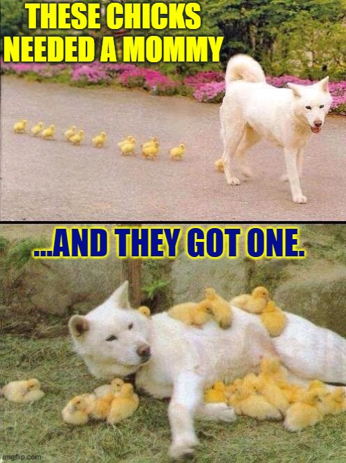 Parenting is not Necessarily about Blood. It's about Being There. | THESE CHICKS NEEDED A MOMMY; ...AND THEY GOT ONE. | image tagged in vince vance,motherhood,mother's day,mothers,parenting,memes | made w/ Imgflip meme maker