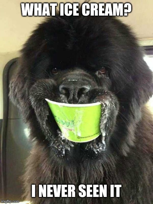 GONNA EAT THE CARTON TO | WHAT ICE CREAM? I NEVER SEEN IT | image tagged in dog | made w/ Imgflip meme maker