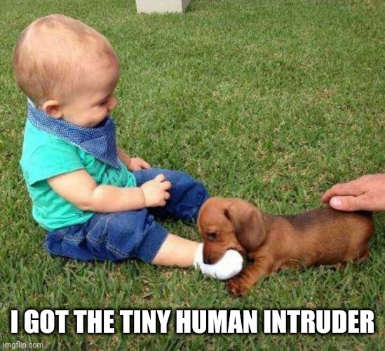 HE'S CAUGHT | I GOT THE TINY HUMAN INTRUDER | image tagged in dogs,dog,kids | made w/ Imgflip meme maker