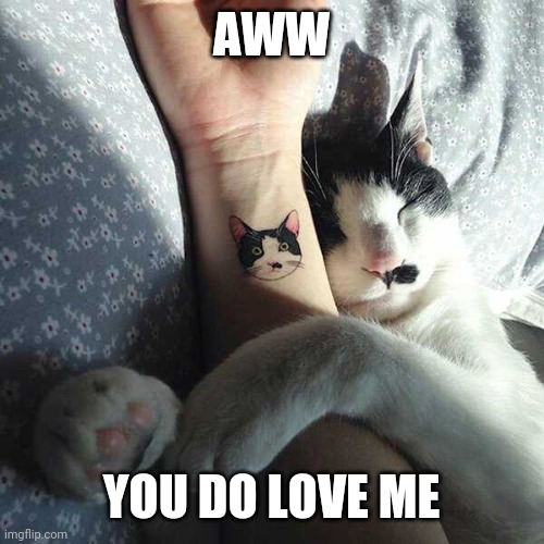 KITTY'S BEST FRIEND | AWW; YOU DO LOVE ME | image tagged in cats,funny cats | made w/ Imgflip meme maker