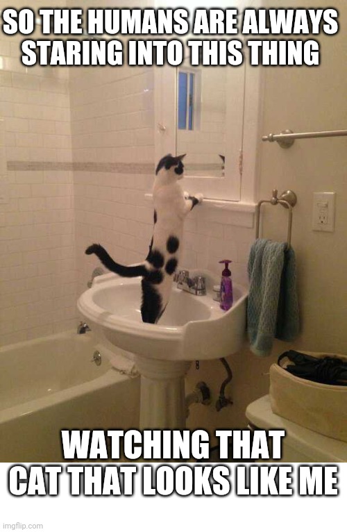 WTF KAREN? | SO THE HUMANS ARE ALWAYS STARING INTO THIS THING; WATCHING THAT CAT THAT LOOKS LIKE ME | image tagged in cats,funny cats | made w/ Imgflip meme maker